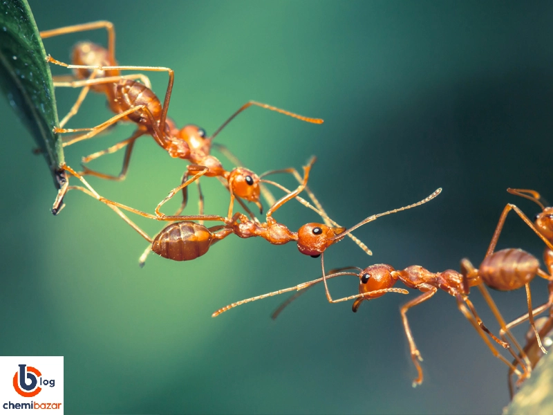 خصوصیات فیزیکی و شیمیایی اسید فرمیک