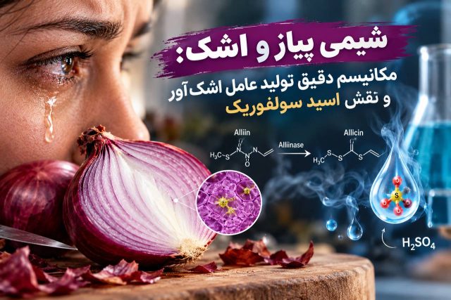شیمی پیاز و اشک: مکانیسم دقیق تولید عامل اشک‌آور و نقش اسید سولفوریک